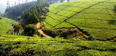 Mae Taeng District