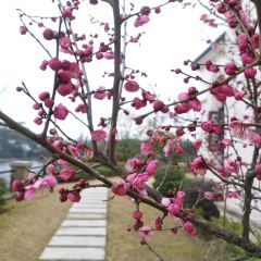 Narada Qiandao Lake Resort  (wenguangxuanzhongcanting) User Photo