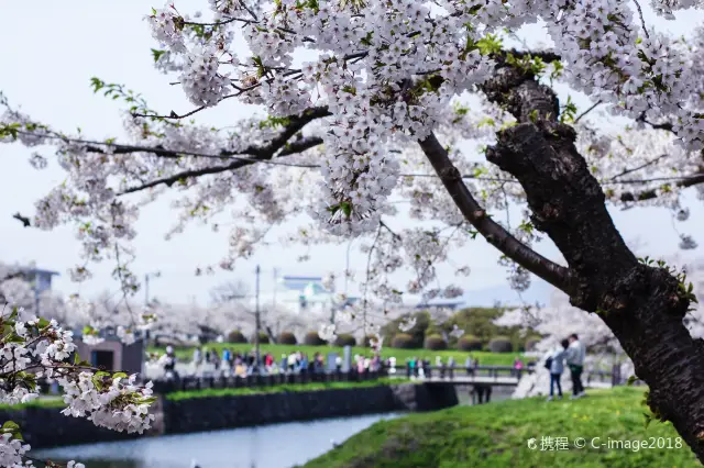 Cherry Blossom Viewing in Hakodate
