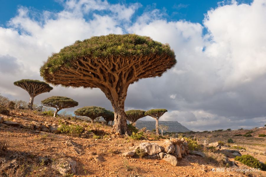 Abu Dhabi to Socotra Flights