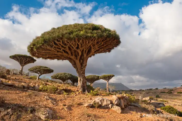 Socotra