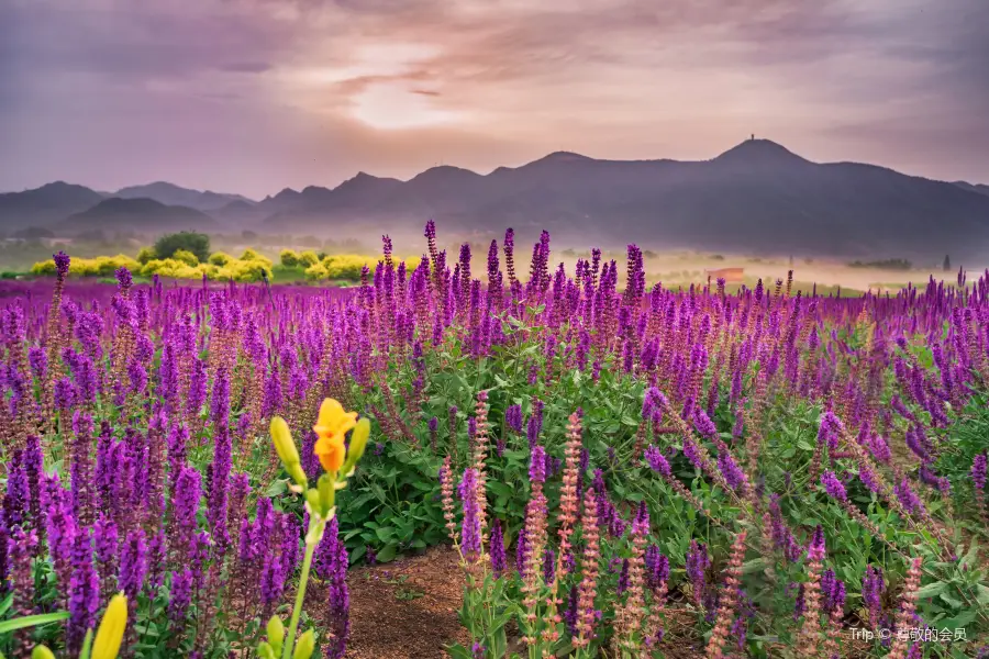 Changping Seven-hole Bridge Flower Sea