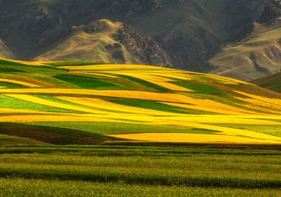 Menyuan Rapeseed Flower Field