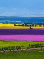 Zhaosu Rape Flower Sea