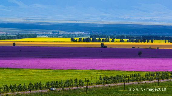 Zhaosu Rape Flower Sea