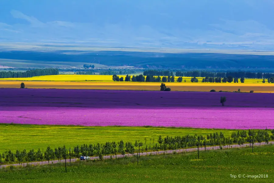 Zhaosu Rape Flower Sea