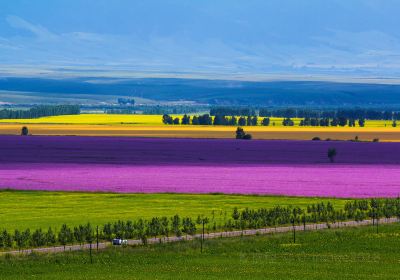 Zhaosu Rape Flower Sea