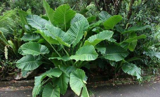 Australian National Botanic Gardens