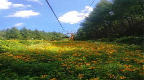 蓮花山森林公園