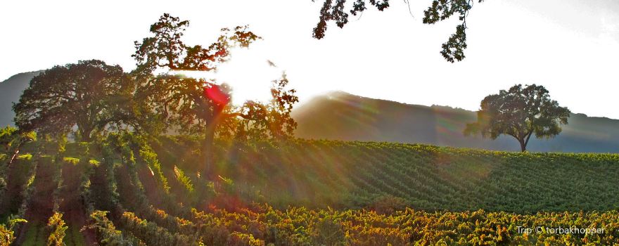 Wedding Oak Winery