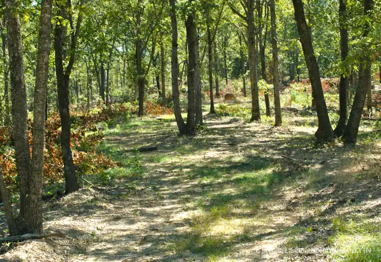 Hotels in Calloway County
