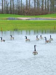 The Bird Walk