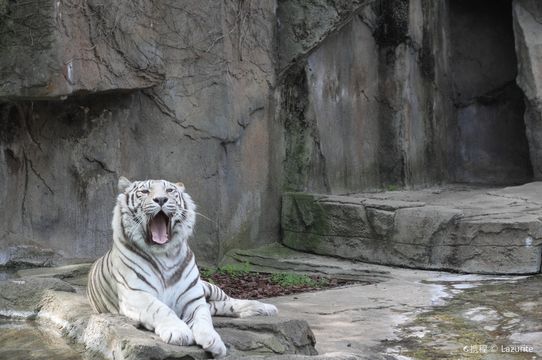 Potawatomi Zoo