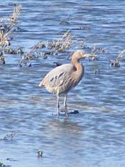 Port Aransas Nature Preserve at Charlie's Pasture