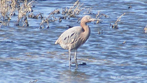 Port Aransas Nature Preserve at Charlie's Pasture