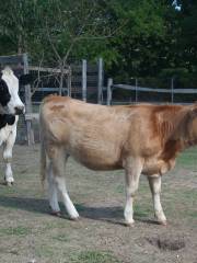 Bluebird Gap Farm