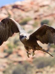 Alice Springs Desert Park