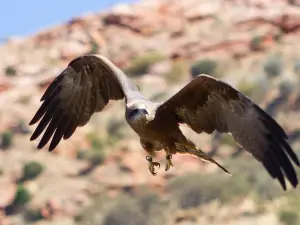 Parco del deserto di Alice Springs