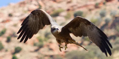 愛麗斯泉沙漠公園