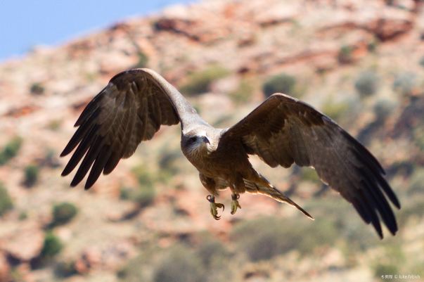 Alice Springs Desert Park