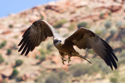 Alice Springs Desert Park