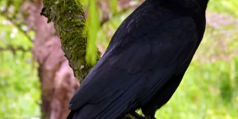 National Trust - Glendurgan Garden