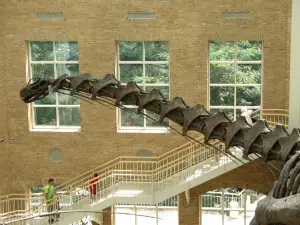 Fernbank Museum | 3D Theater | Forest