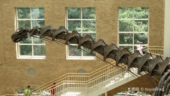 Fernbank Museum | 3D Theater | Forest