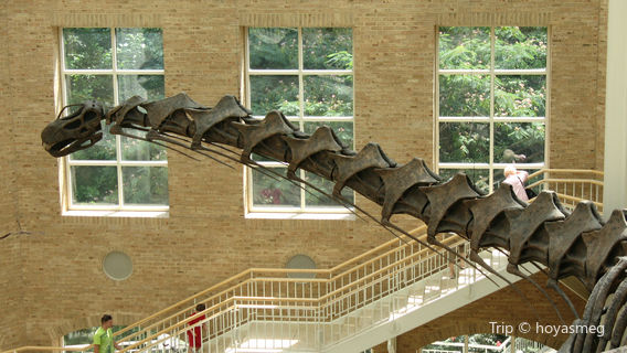 Fernbank Museum | 3D Theater | Forest