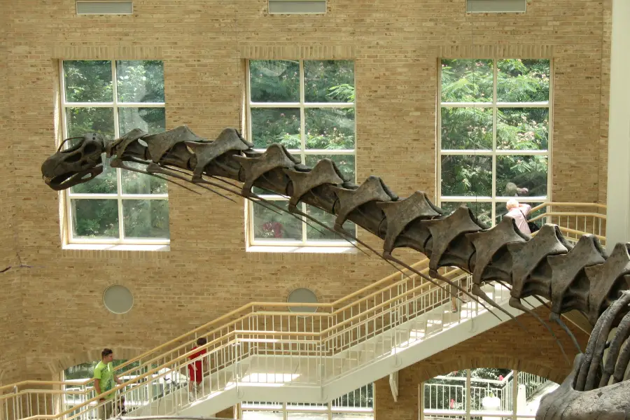 Fernbank Museum | 3D Theater | Forest