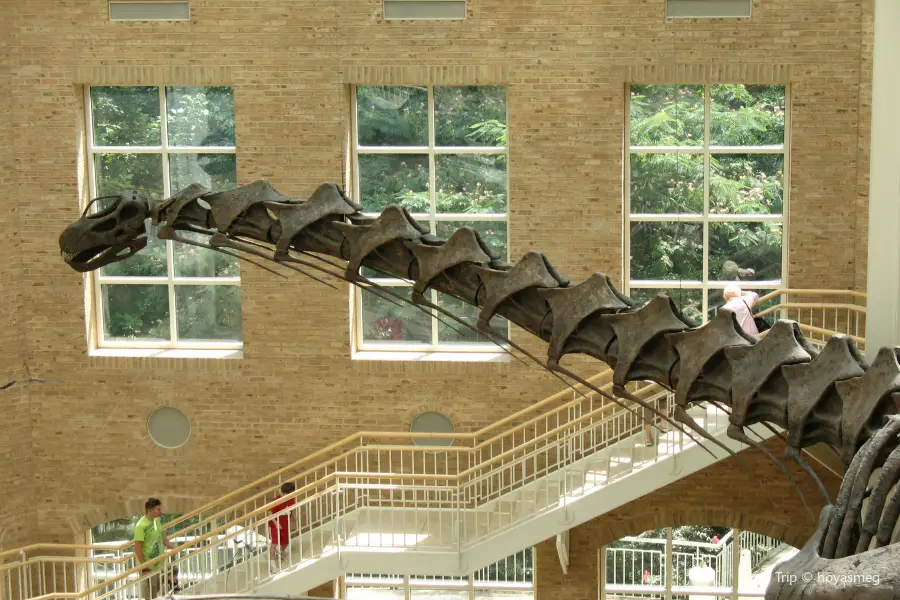 Fernbank Museum | 3D Theater | Forest