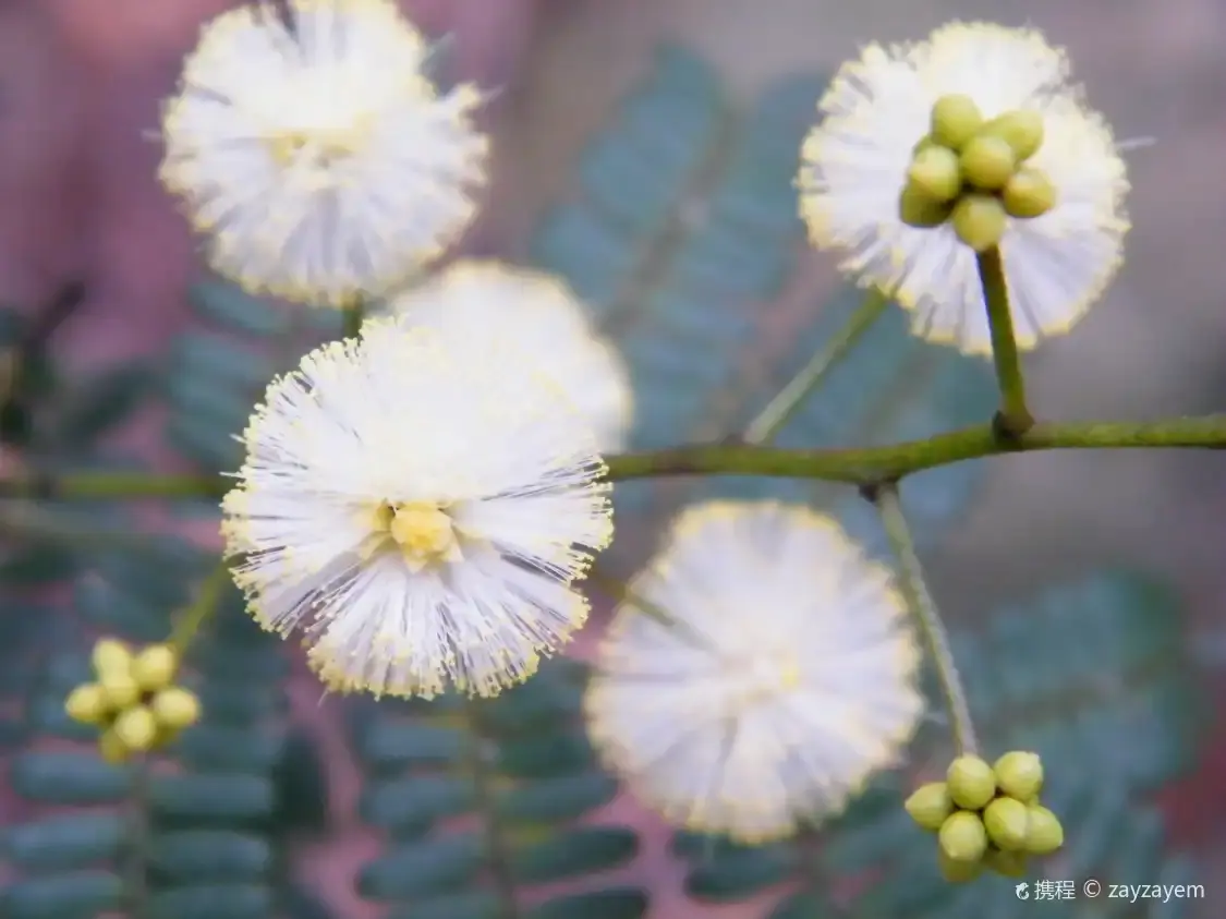 雷恩科夫國家公園附近的飯店
