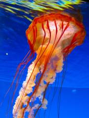 Children's Aquarium Dallas at Fair Park