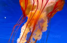 Children's Aquarium Dallas at Fair Park