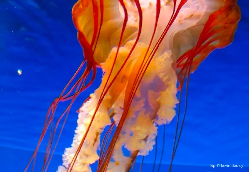 Children's Aquarium Dallas at Fair Park