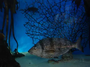 Two Oceans Aquarium