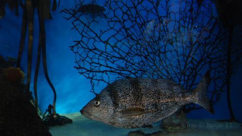 Two Oceans Aquarium