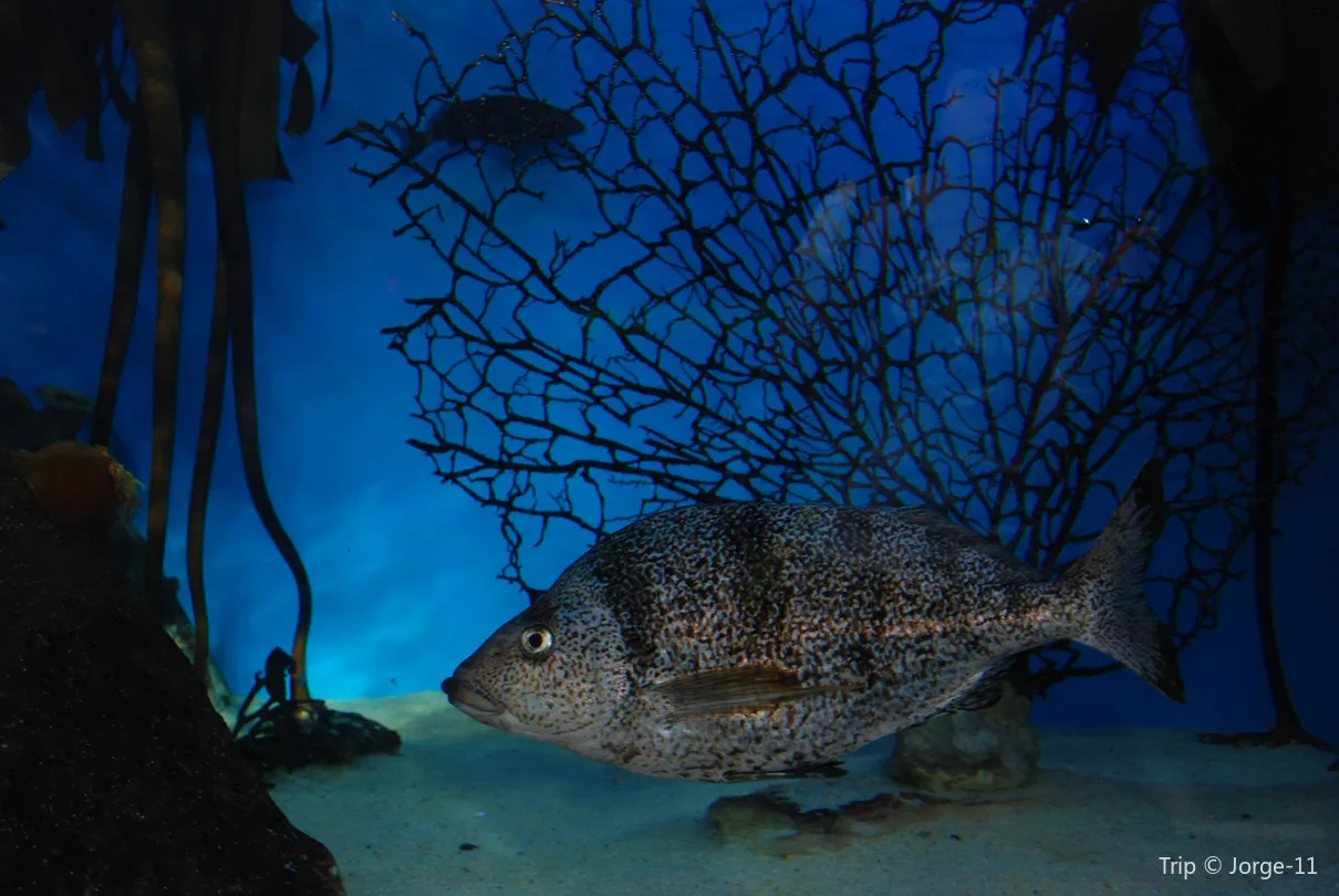 3_Two Oceans Aquarium