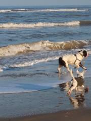 Dog Beach Ocean Beach