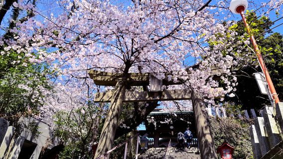 Cherry Blossom Viewing in Fukuoka