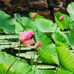 Ministry Of Crab User Photo