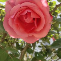 評論圖片 4