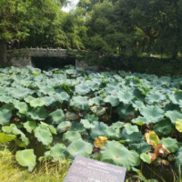 評論圖片 7