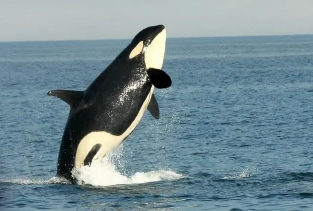 全球觀鯨指南 l 去哪裡邂逅「海洋巨人」？看這篇就對了！