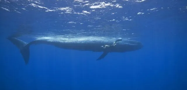 全球觀鯨指南 l 去哪裡邂逅「海洋巨人」？看這篇就對了！