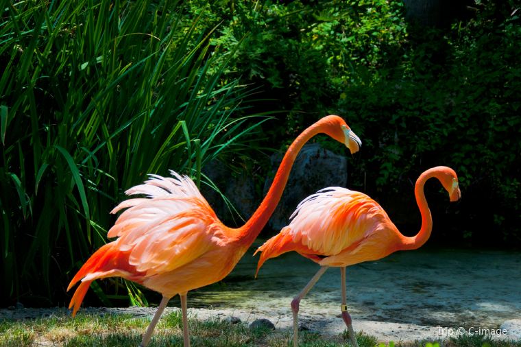 Everything you need to know before going to Los Angeles zoo travel notes and guides โ travel guides Everything you need to know before going to Los Angeles zoo travel notes and guides โ travel guides