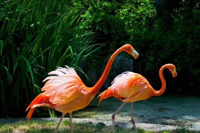 Everything you need to know before going to Los Angeles zoo