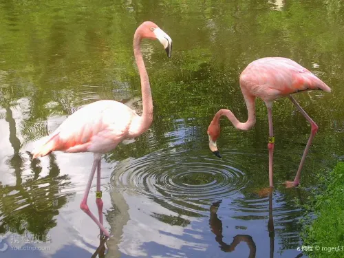 Hand-feeding Flamingo: A Guide to Sarasota Jungle Gardens