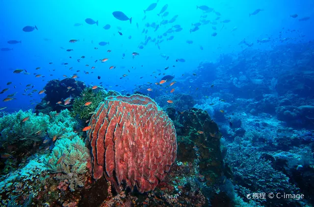 Twenty Thousand Leagues Under the Indonesian Sea
