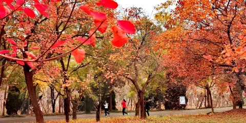 東皋公園